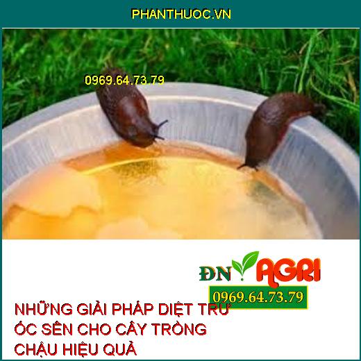 NHỮNG GIẢI PHÁP DIỆT TRỪ ỐC SÊN CHO CÂY TRỒNG CHẬU HIỆU QUẢ