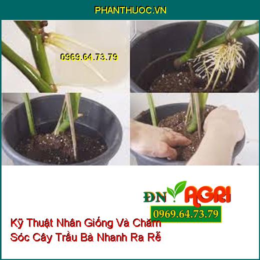 Kỹ Thuật Nhân Giống Và Chăm Sóc Cây Trầu Bà Nhanh Ra Rễ