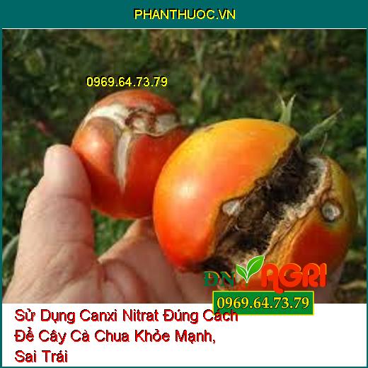 Sử Dụng Canxi Nitrat Đúng Cách Để Cây Cà Chua Khỏe Mạnh, Sai Trái