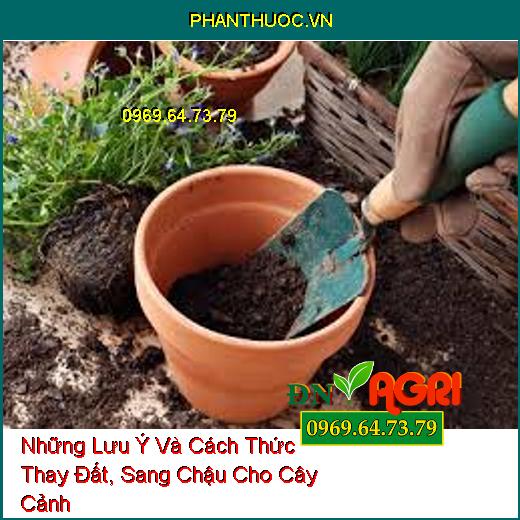 Những Lưu Ý Và Cách Thức Thay Đất, Sang Chậu Cho Cây Cảnh 