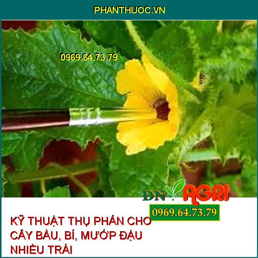 KỸ THUẬT THỤ PHẤN CHO CÂY BẦU, BÍ, MƯỚP ĐẬU NHIỀU TRÁI