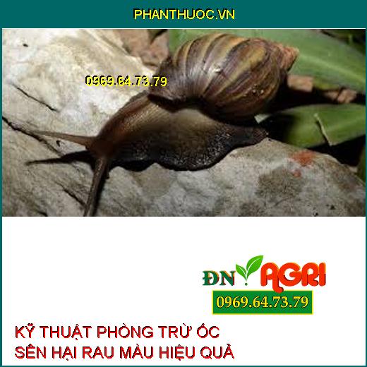 KỸ THUẬT PHÒNG TRỪ ỐC SÊN HẠI RAU MÀU HIỆU QUẢ