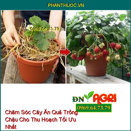 10 Thủ Thuật Chăm Sóc Cây Ăn Quả Trồng Chậu Cho Thu Hoạch Tối Ưu Nhất