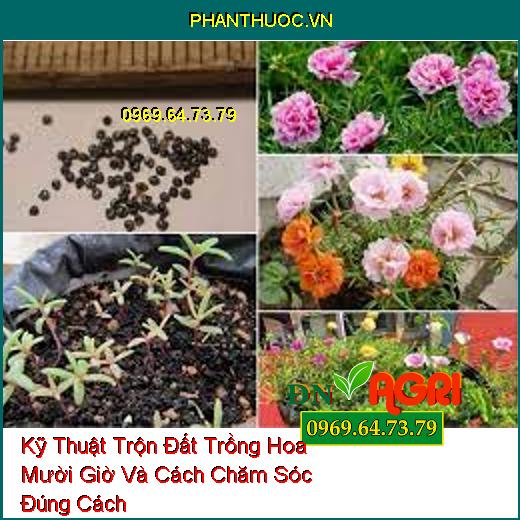 Kỹ Thuật Trộn Đất Trồng Hoa Mười Giờ Và Cách Chăm Sóc Đúng Cách Cho Hoa Nở Đẹp