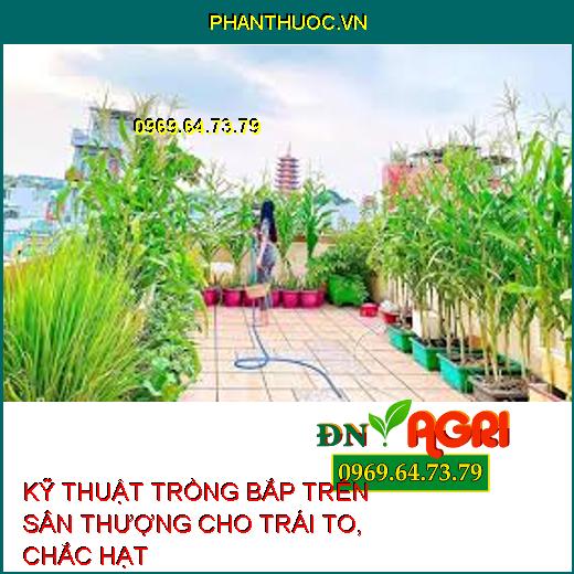 KỸ THUẬT TRỒNG BẮP TRÊN SÂN THƯỢNG CHO TRÁI TO, CHẮC HẠT 