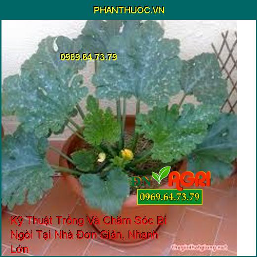 Kỹ Thuật Trồng Và Chăm Sóc Bí Ngòi Tại Nhà Đơn Giản, Nhanh Lớn