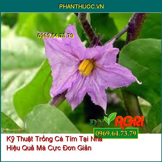 Kỹ Thuật Trồng Cà Tím Tại Nhà Hiệu Quả Mà Cực Đơn Giản