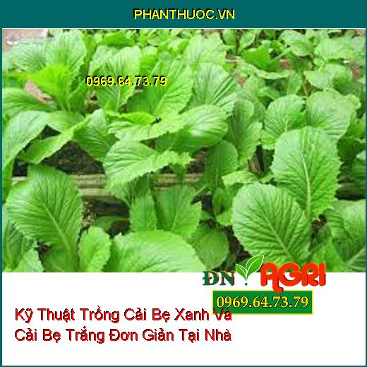 Kỹ Thuật Trồng Cải Bẹ Xanh Và Cải Bẹ Trắng Đơn Giản Tại Nhà