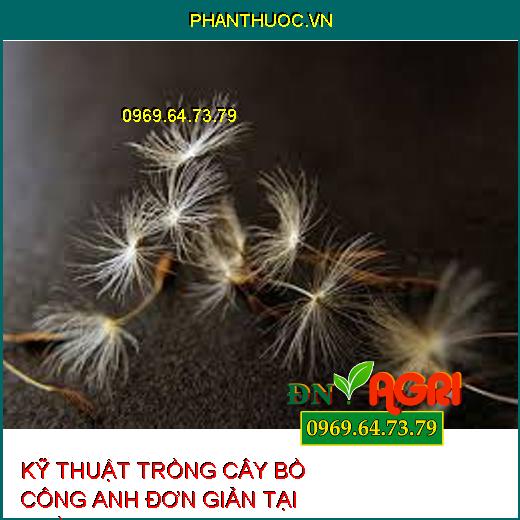 KỸ THUẬT TRỒNG CÂY BỒ CÔNG ANH ĐƠN GIẢN TẠI NHÀ