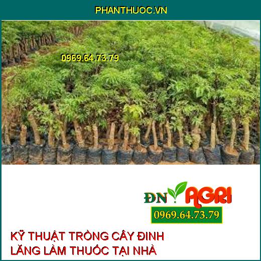 KỸ THUẬT TRỒNG CÂY ĐINH LĂNG LÀM THUỐC TẠI NHÀ