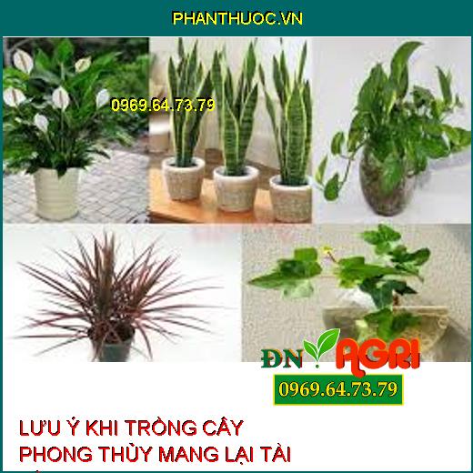 5 lưu ý trồng cây cảnh trong sân vườn theo đúng phong thủy mang lại may mắn và tài lộc