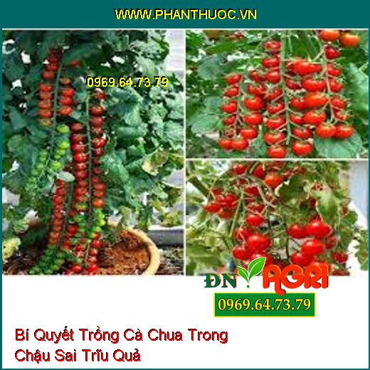 Bí Quyết Trồng Cà Chua Trong Chậu Sai Trĩu Quả