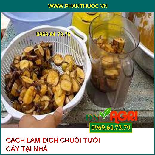 3 bước làm dịch chuối tưới cây đơn giản, dễ thực hiện tại nhà