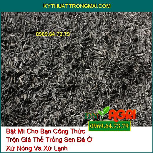 Bật Mí Cho Bạn Công Thức Trộn Giá Thể Trồng Sen Đá Ở Xứ Nóng Và Xứ Lạnh