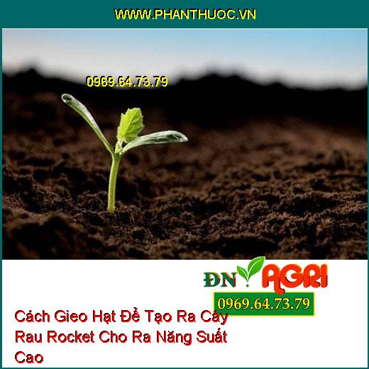 Cách Gieo Hạt Để Tạo Ra Cây Rau Rocket Cho Ra Năng Suất Cao