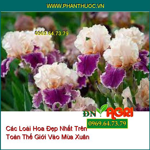 Các Loài Hoa Đẹp Nhất Trên Toàn Thế Giới Vào Mùa Xuân