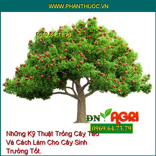 Những Kỹ Thuật Trồng Cây Táo Và Cách Làm Cho Cây Sinh Trưởng Tốt.