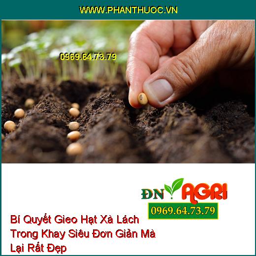 Bí Quyết Gieo Hạt Xà Lách Trong Khay Siêu Đơn Giản Mà Lại Rất Đẹp