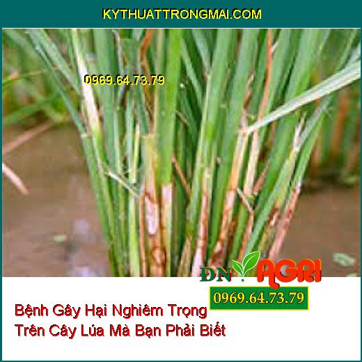 Bệnh Gây Hại Nghiêm Trọng Trên Cây Lúa Mà Bạn Phải Biết