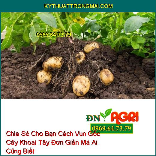 Chia Sẻ Cho Bạn Cách Vun Gốc Cây Khoai Tây Đơn Giản Mà Ai Cũng Biết