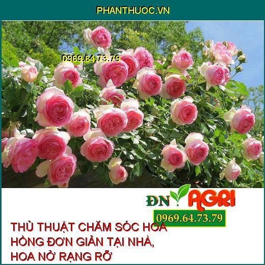 THỦ THUẬT CHĂM SÓC HOA HỒNG ĐƠN GIẢN TẠI NHÀ, HOA NỞ RẠNG RỠ