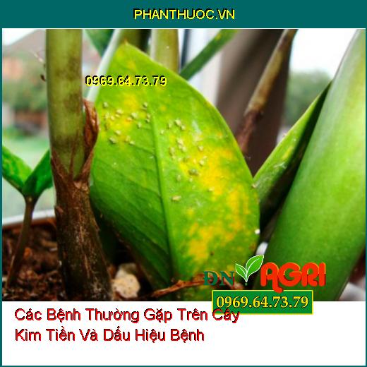 Các Bệnh Thường Gặp Trên Cây Kim Tiền Và Dấu Hiệu Bệnh