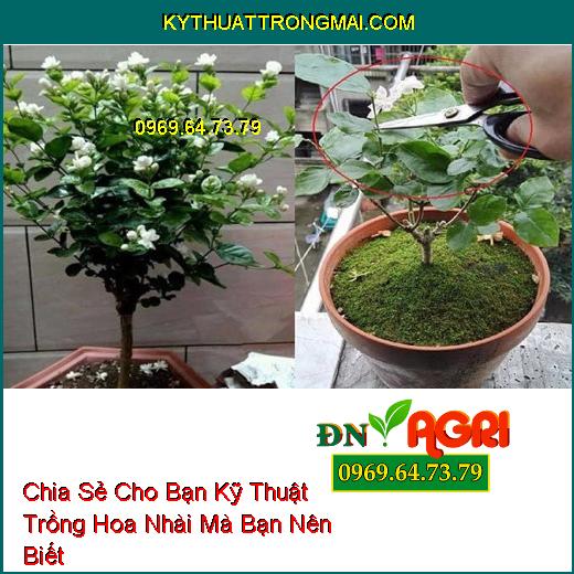 Chia Sẻ Cho Bạn Kỹ Thuật Trồng Hoa Nhài Mà Bạn Nên Biết