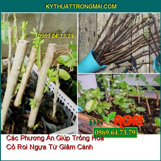 Các Phương Án Giúp Trồng Hoa Cỏ Roi Ngựa Từ Giâm Cành