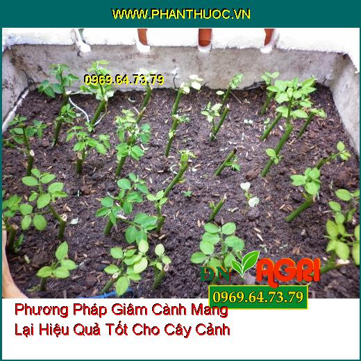 Phương Pháp Giâm Cành Mang Lại Hiệu Quả Tốt Cho Cây Cảnh 