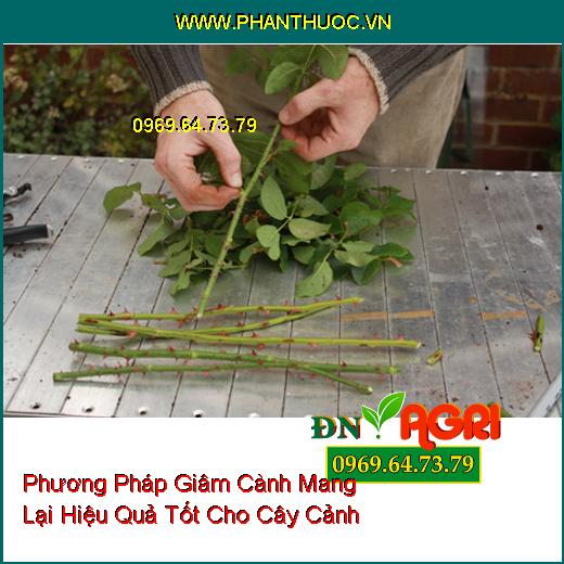 Phương Pháp Giâm Cành Mang Lại Hiệu Quả Tốt Cho Cây Cảnh 