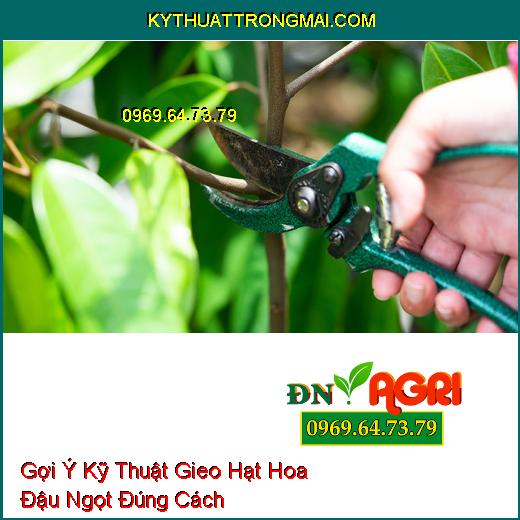 Gợi Ý Kỹ Thuật Gieo Hạt Hoa Đậu Ngọt Đúng Cách