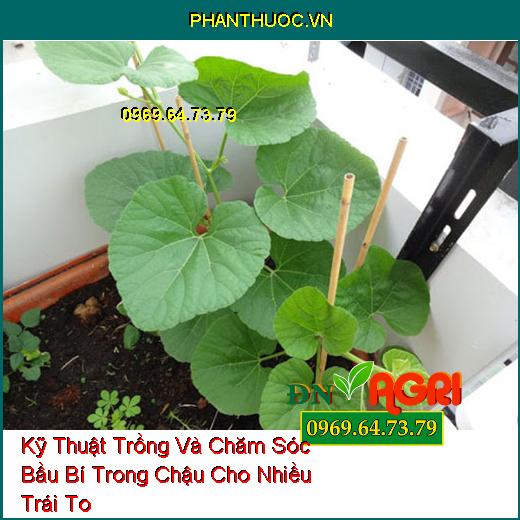 Kỹ Thuật Trồng Và Chăm Sóc Bầu Bí Trong Chậu Cho Nhiều Trái To