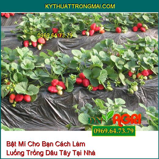 Bật Mí Cho Bạn Cách Làm Luống Trồng Dâu Tây Tại Nhà Mà Ai Cũng Phải Biết