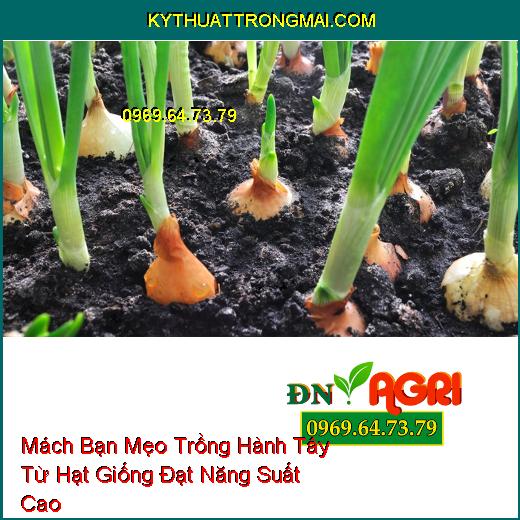 Mách Bạn Mẹo Trồng Hành Tây Từ Hạt Giống Đạt Năng Suất Cao