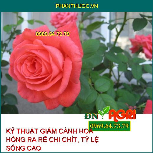 KỸ THUẬT GIÂM CÀNH HOA HỒNG RA RỄ CHI CHÍT, TỶ LỆ SỐNG CAO