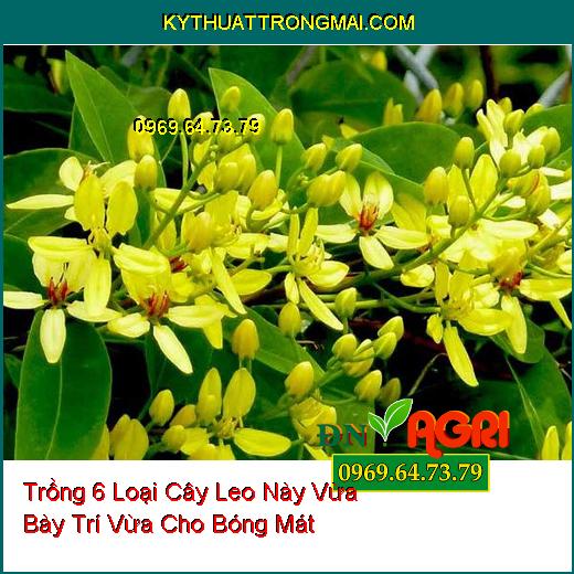 Trồng 6 Loại Cây Leo Này Vừa Bày Trí Vừa Cho Bóng Mát