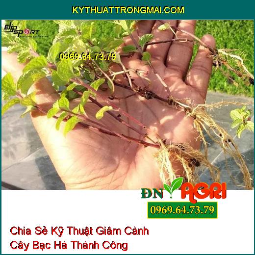 Chia Sẻ Kỹ Thuật Giâm Cành Cây Bạc Hà Thành Công Mà Không Phải Ai Cũng Biết