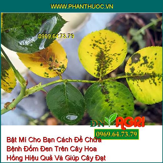 Bật Mí Cho Bạn Cách Để Chữa Bệnh Đốm Đen Trên Cây Hoa Hồng Hiệu Quả Và Giúp Cây Đạt Năng Suất Cao