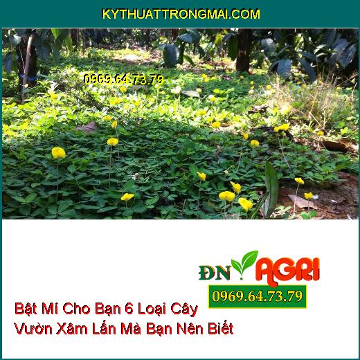 Bật Mí Cho Bạn 6 Loại Cây Vườn Xâm Lấn Mà Bạn Nên Biết