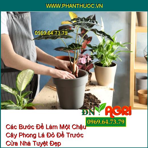 Các Bước Để Làm Một Chậu Cây Phong Lá Đỏ Để Trước Cửa Nhà Tuyệt Đẹp