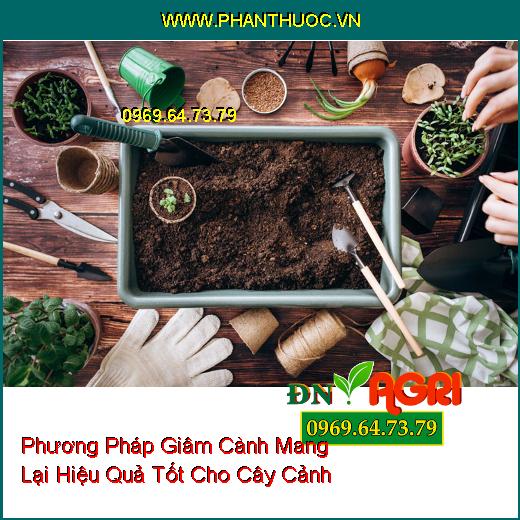 Phương Pháp Giâm Cành Mang Lại Hiệu Quả Tốt Cho Cây Cảnh 