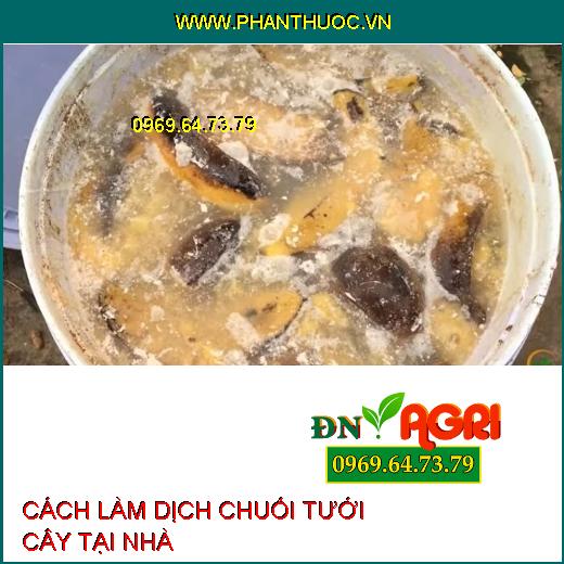 3 bước làm dịch chuối tưới cây đơn giản, dễ thực hiện tại nhà