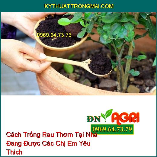 Cách Trồng Rau Thơm Tại Nhà Đang Được Các Chị Em Yêu Thích