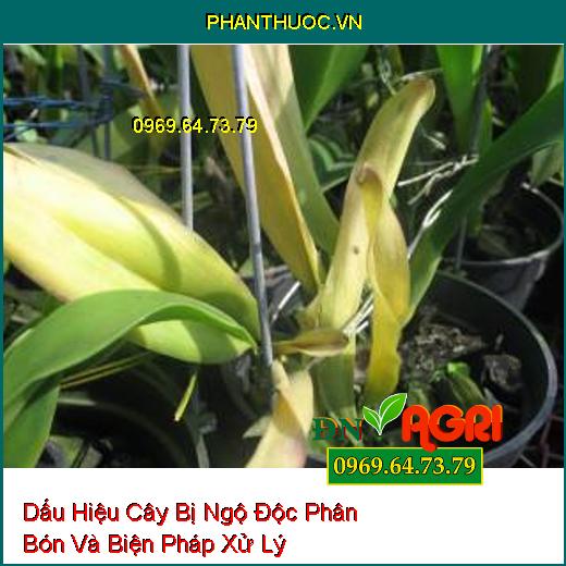 Dấu Hiệu Cây Bị Ngộ Độc Phân Bón Và Biện Pháp Xử Lý