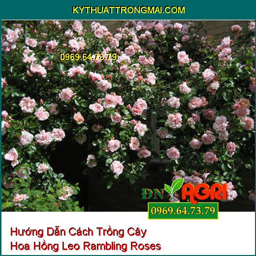 Hướng Dẫn Cách Trồng Cây Hoa Hồng Leo Rambling Roses