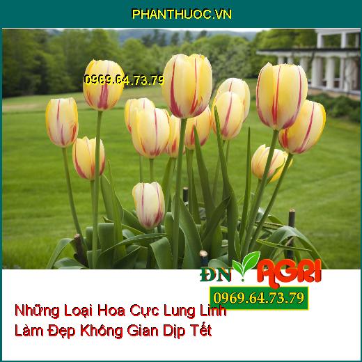 Những Loại Hoa Cực Lung Linh Bạn Có Thể Trồng Làm Đẹp Không Gian Dịp Tết 