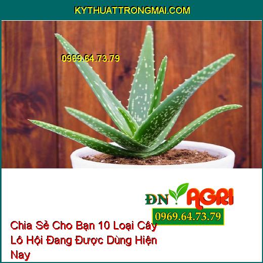 Chia Sẻ Cho Bạn 10 Loại Cây Lô Hội Đang Được Dùng Hiện Nay