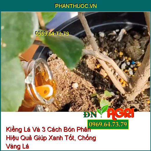 Kiểng Lá Và 3 Cách Bón Phân Hiệu Quả Giúp Xanh Tốt, Chống Vàng Lá