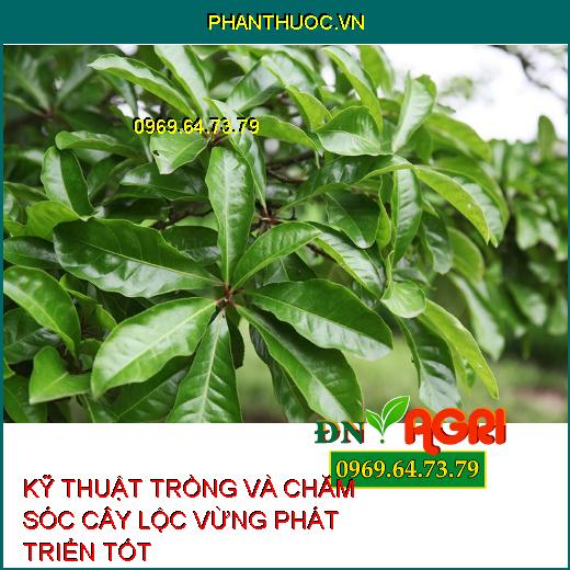 KỸ THUẬT TRỒNG VÀ CHĂM SÓC CÂY LỘC VỪNG PHÁT TRIỂN TỐT