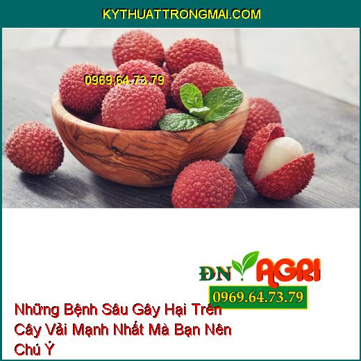 Những Bệnh Sâu Gây Hại Trên Cây Vải Mạnh Nhất Mà Bạn Nên Chú Ý